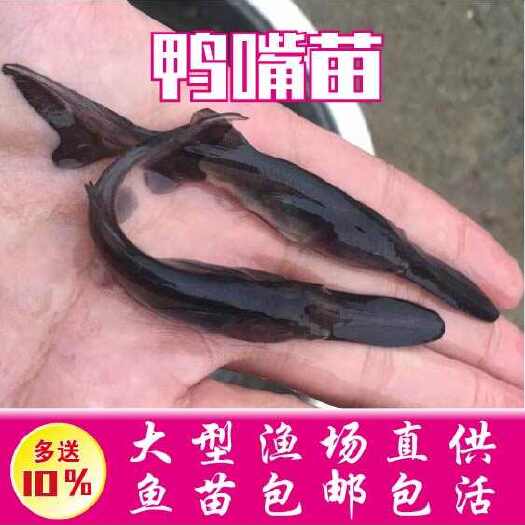 广州鸭嘴鱼苗 扁嘴鱼苗 支持空运 客运 快递 送货上门