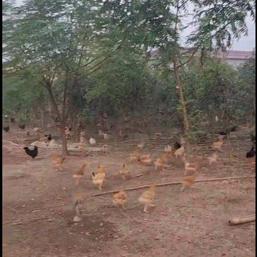 思南县土鸡蛋