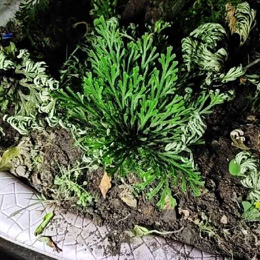 温岭市柏卷，书名九死还魂草