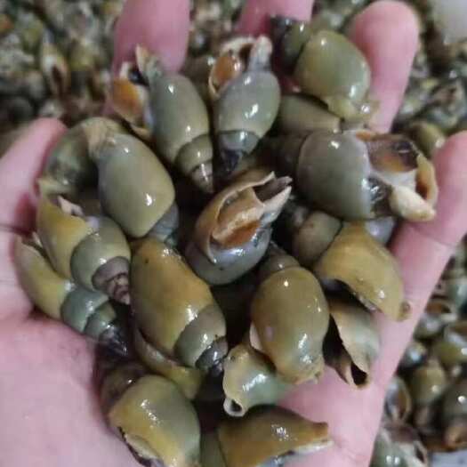 青螺小海螺捞汁食材翡翠螺海青螺麻辣捞汁小海鲜原料商用批发无冰