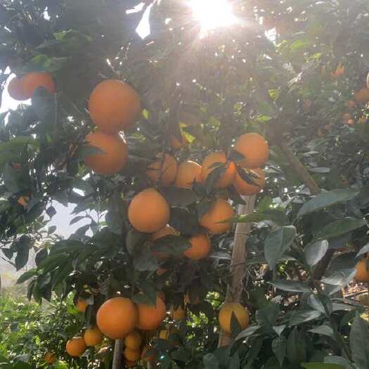 雷波县雷波脐橙，量大价优，香甜可口，现摘现发。