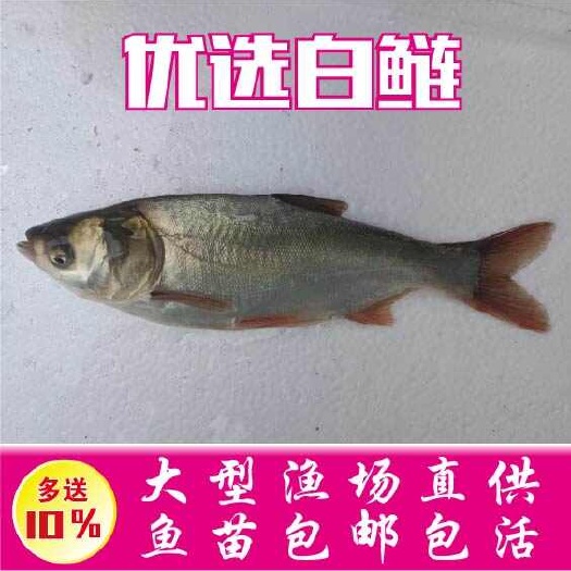 广州白鲢鱼苗，扁鱼苗，支持空运，客运，快递，送货上门