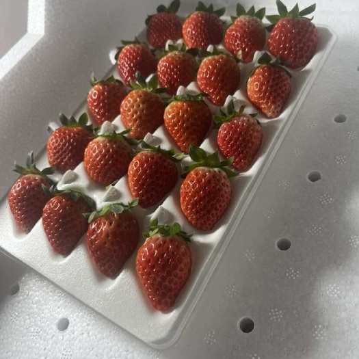 楚雄市各个品种草莓果，基地直供