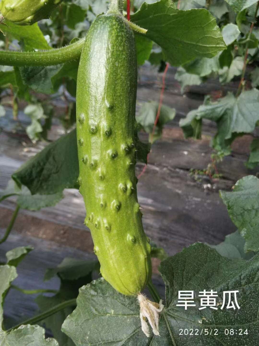 长盛2006旱黄瓜种子 口感黄瓜种子 带刺小黄瓜 口感好