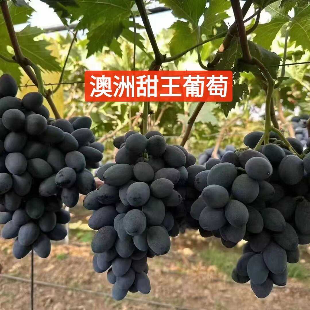 卢龙县澳洲甜王葡萄苗：晚熟无核品种，颗粒及大，脆甜多汁上色快产量高