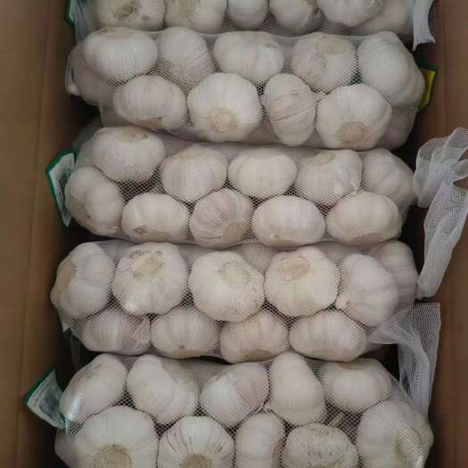 金乡县大蒜