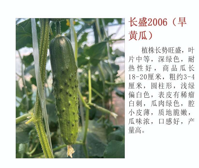 长盛2006旱黄瓜种子 口感黄瓜种子 带刺小黄瓜 口感好