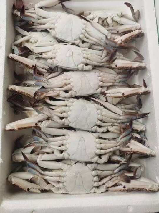梭子蟹