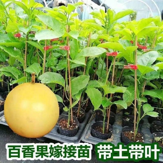 批发种子苗钦蜜9百香果苗黄金百香果苗台农百香果苗扦插苗嫁接苗