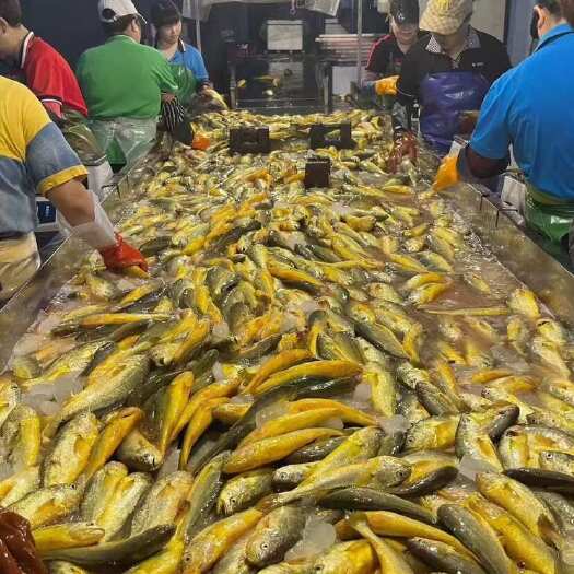 连云港热销 条冻黄鱼黄花鱼活鱼品质大量加工大黄鱼海鱼