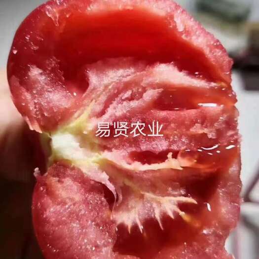 阿尔卑斯种子 口感大粉番茄种子 口感西红柿种子 越冬早春种植