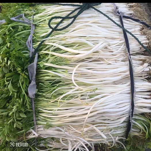 怀宁县白芹，芹芽