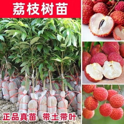 灵山县嫁接荔枝树苗无核荔枝苗树妃子笑无核桂味冰荔枝树苖盆栽地栽当年