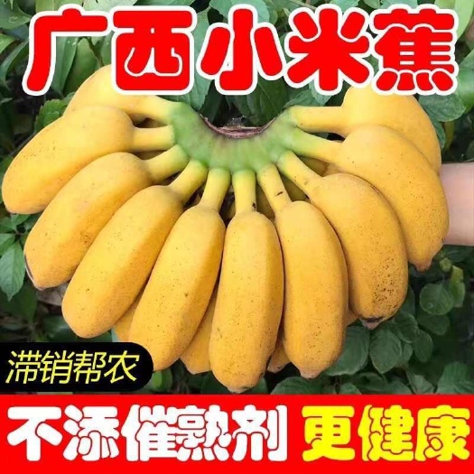 广西小米蕉当季孕妇水果小香蕉整箱一件代发