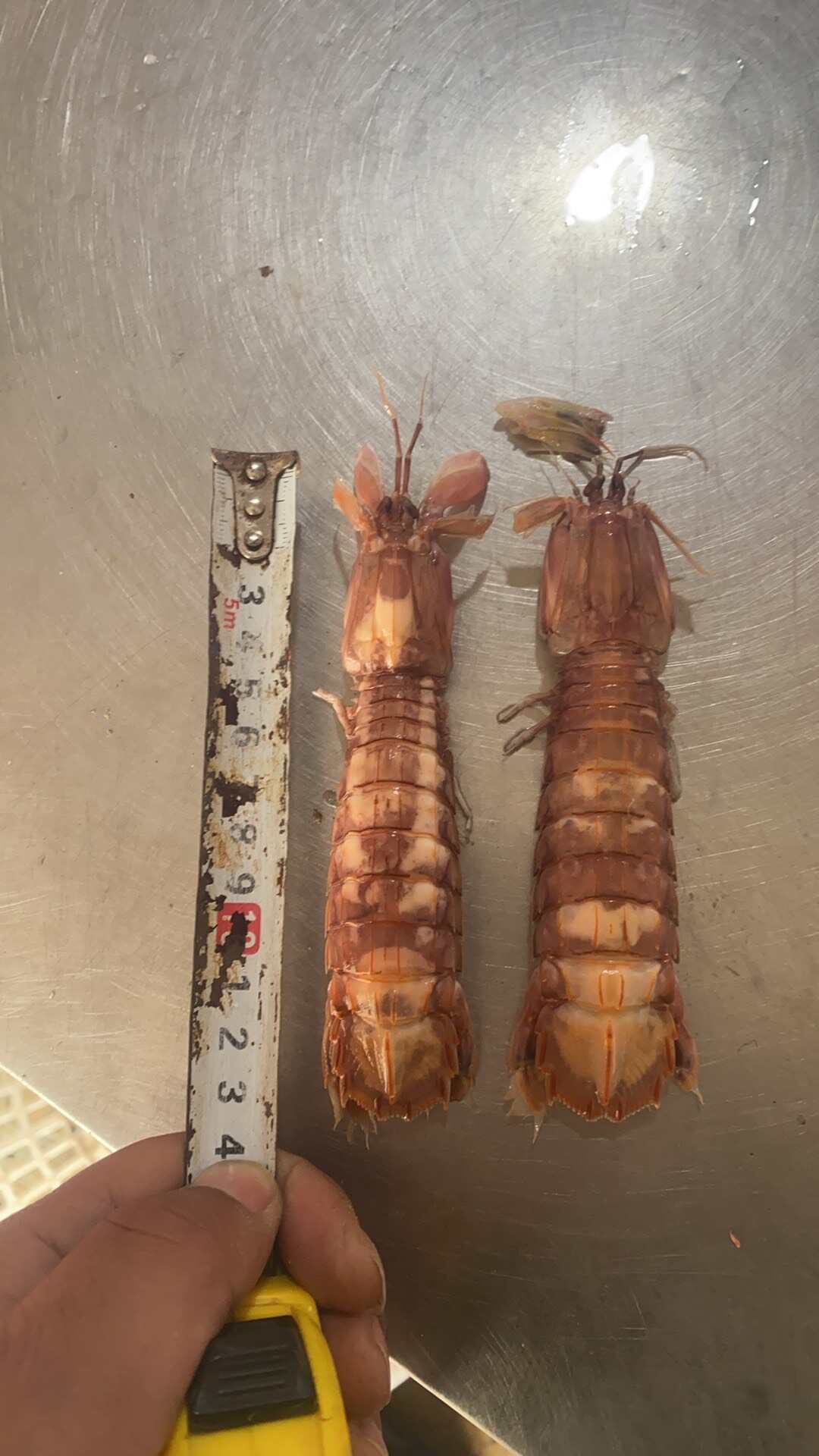 江苏赣榆鲜活皮皮虾当日发货新鲜直达