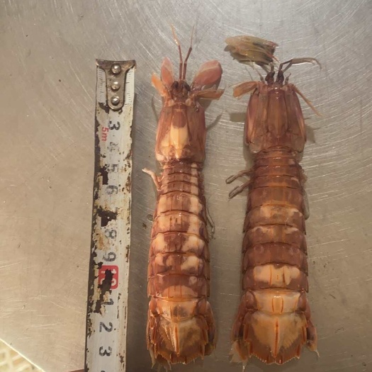 连云港江苏赣榆鲜活皮皮虾当日发货新鲜直达
