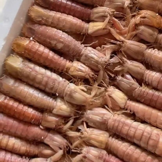 连云港江苏省赣榆区鲜活皮皮虾直销电商