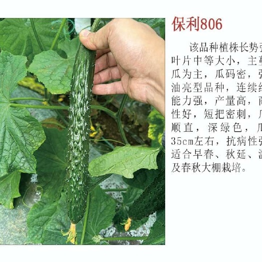 早春秋延强磁油亮密刺黄瓜种子  大黄瓜种子 结果能力强