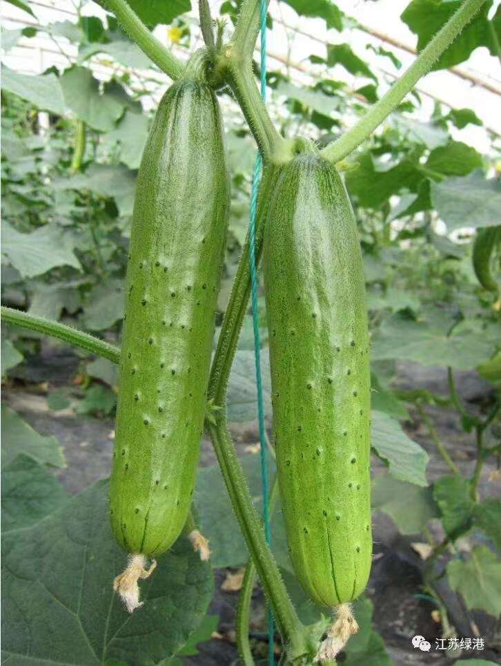 长盛2006旱黄瓜种子 口感黄瓜种子 带刺小黄瓜 口感好
