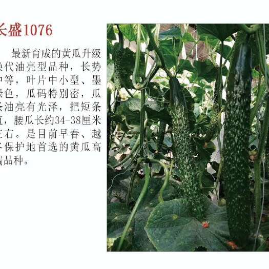 强磁油亮密刺黄瓜种子 大黄瓜种子 早春越夏黄瓜优质品种