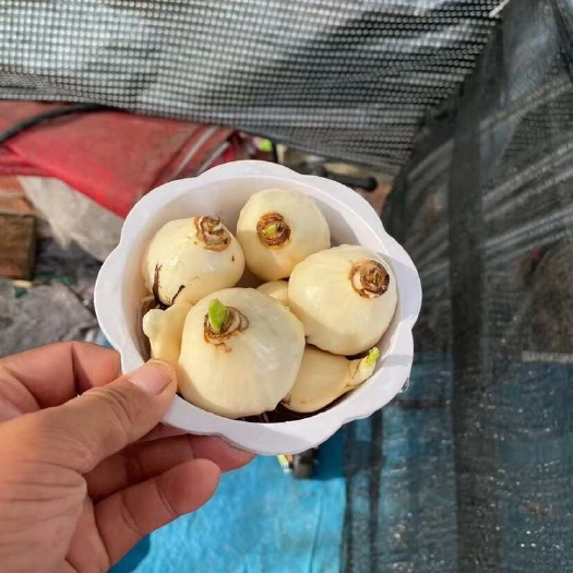 水仙花种球水培土培水仙花漳州水仙