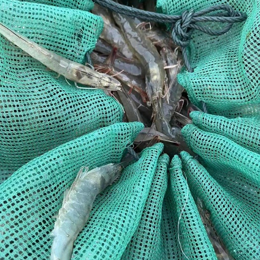 水产养殖基地一手货源，南美白对虾，透明交易