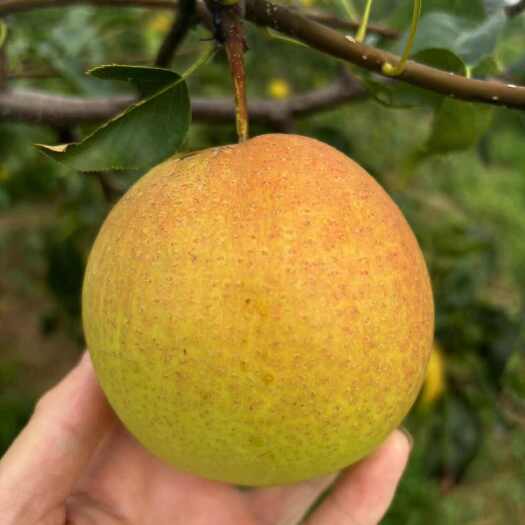 临猗县山西运城丹霞红梨应季新鲜水果整箱净重9斤皮薄肉脆汁水多