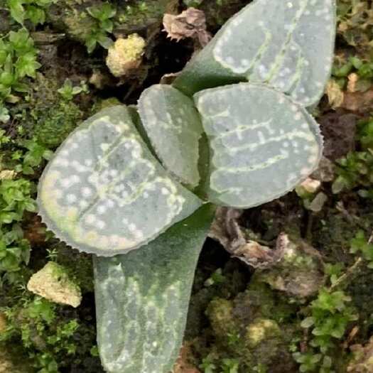 屏南县闽卉十二卷多肉植物 组培苗 组培苗代工 穴盘苗批发 盆栽