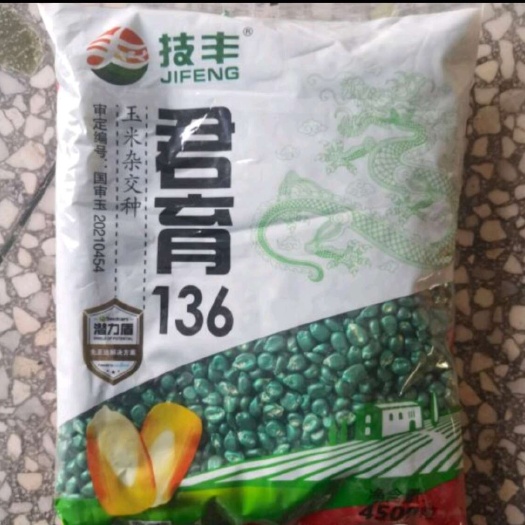 君育136国审玉米种子大棒矮秆抗倒抗旱涝抗病
