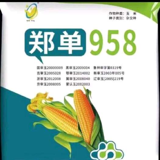 郑单958玉米种子抗倒抗旱抗涝白轴大棒抗病中熟品种
