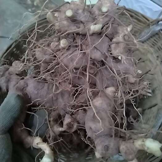 乐山四川不倒苗姜型黄精，自种批发出售，
