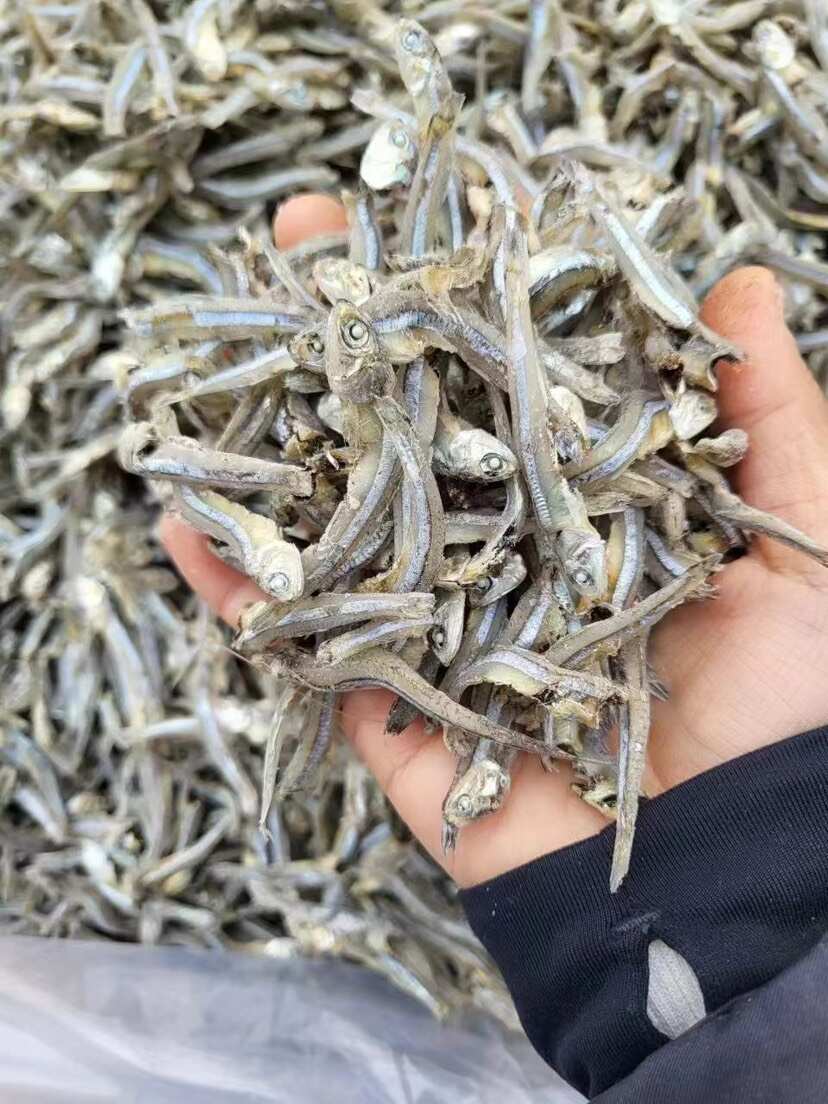 海燕鱼干、一点也不咸、干度特别好、常年供货、越嚼越香