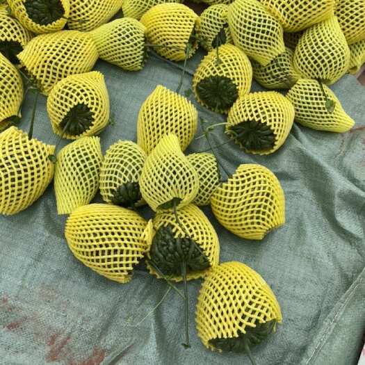南宁精品大顶苦瓜