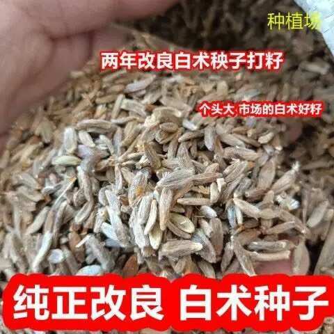 安国市纯新改良白术种子 河北安国二年白术籽 饱满度好 发芽率高