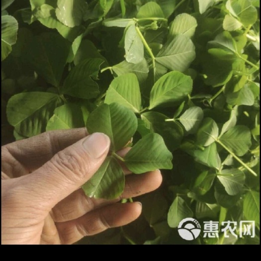 专业草头种植基地