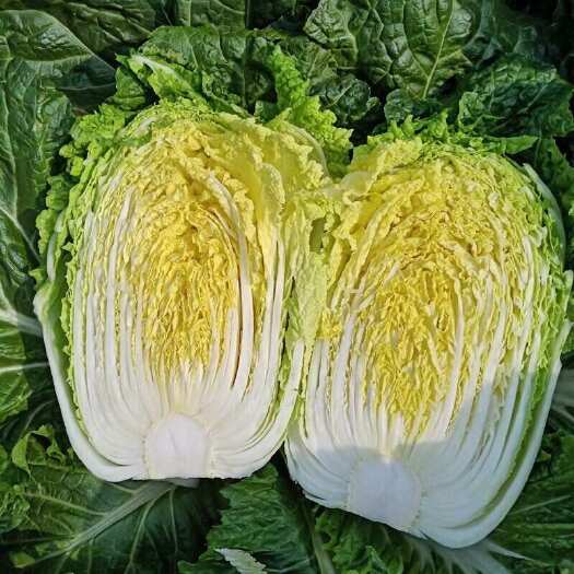 鹿邑县黄心大白菜