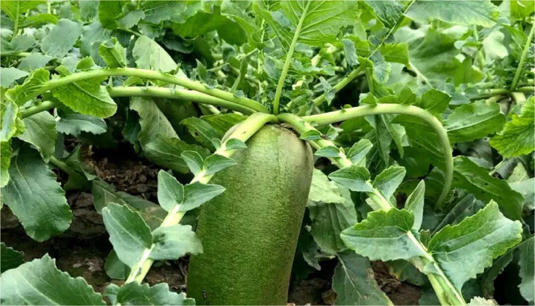 田水铺青萝卜为地理标志证明商标