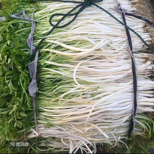 安徽特产 新鲜芹芽 白芹