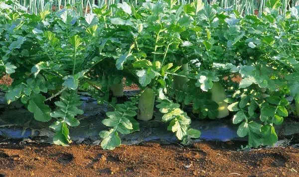 田水铺青萝卜为地理标志证明商标