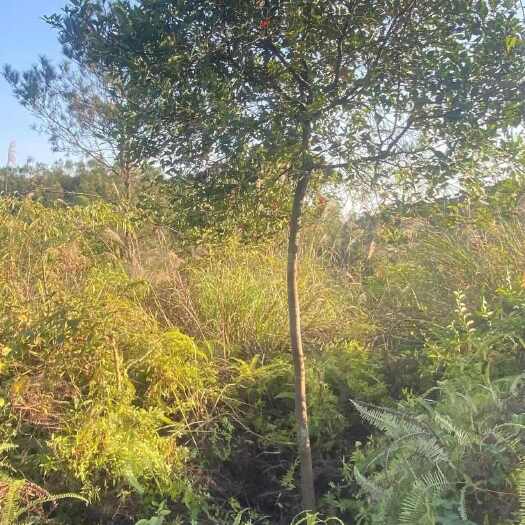 灵山县春花树