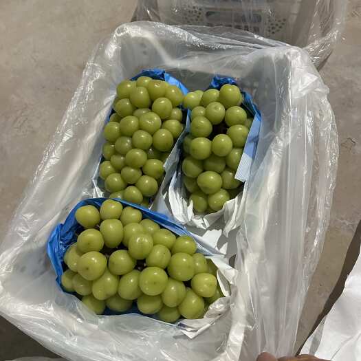 盐城阳光玫瑰葡萄