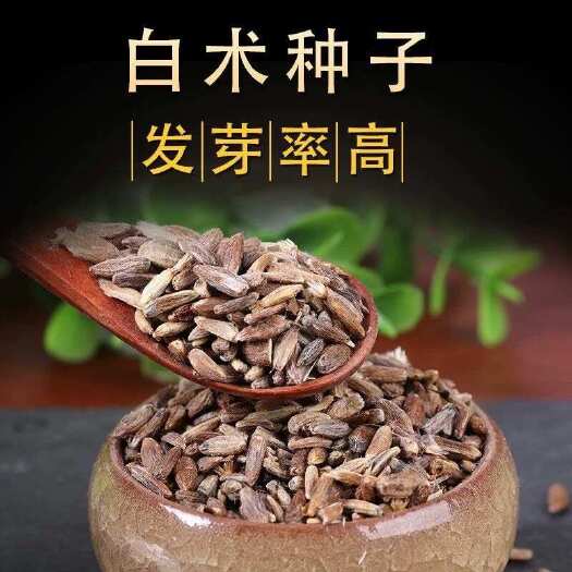 安国市白术种子 纯新改良白术种子 发芽率高  产量高 可回收产品