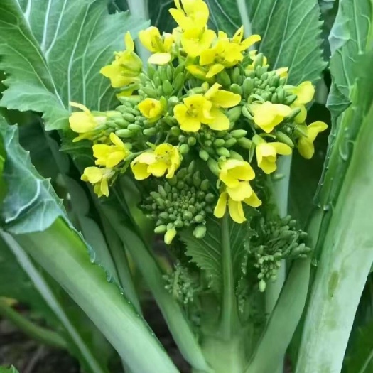 广州增城迟菜心产地直销