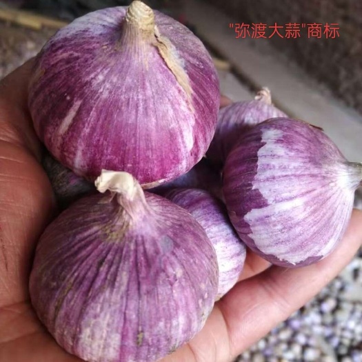 独头蒜云南大理紫皮红皮鲜湿独头基地科学种植量大从优