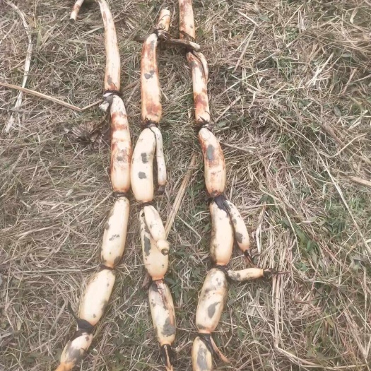 长结型藕