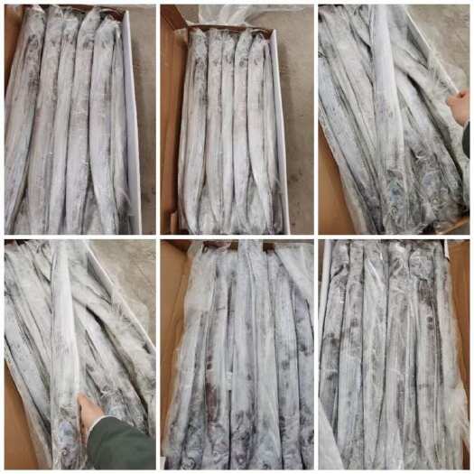 热销钓带油带鱼无冰带鱼整条新鲜大带鱼整箱批发刀鱼鲜钓大带鱼