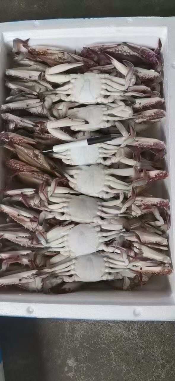 梭子蟹