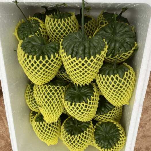 南宁精品 供港大顶苦瓜