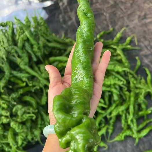 聊城精品大龙椒暖棚即将上市