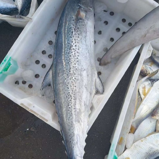 徐闻县新鲜马鲛鱼